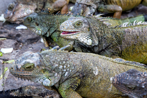 Iguanas in Parque seminario, also known as Parque de las Iguanas (Iguana Park) in Quito, Ecuador. © Jana