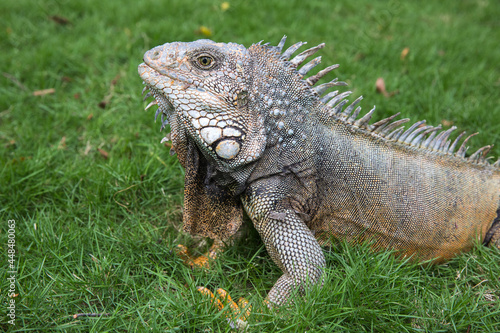 Wild iguana as seen in Parque seminario  also known as Parque de las Iguanas  Iguana Park  in Quito  Ecuador.