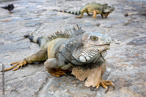 Iguanas in Parque seminario  also known as Parque de las Iguanas  Iguana Park  in Quito  Ecuador.