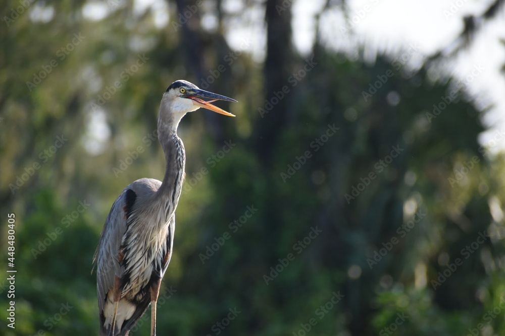 Great Blue Heron With Tongue Out Great Blue Heron With Tongue Out