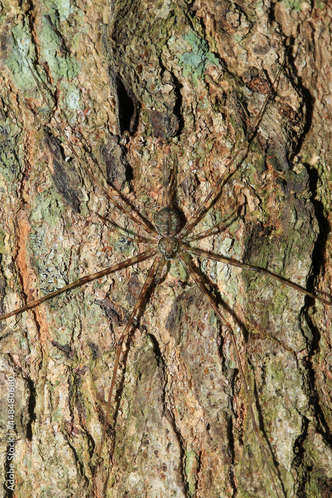 Spider mimicking in wood trunk. Texture and spider Spider mimicking in wood trunk. Texture and spider