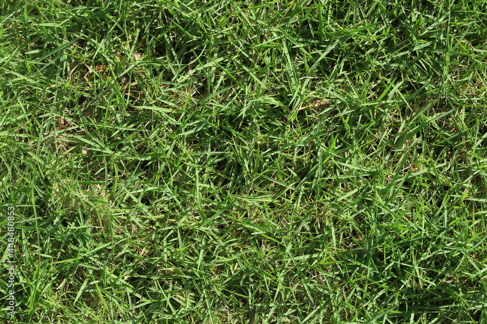 Upper intake of Japanese grass. Green texture Upper intake of Japanese grass. Green texture