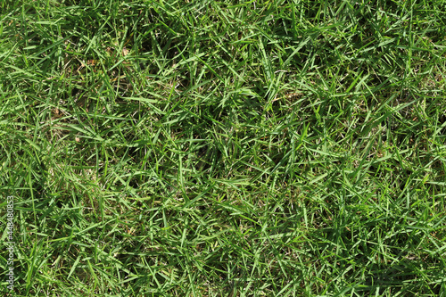 Upper intake of Japanese grass. Green texture
