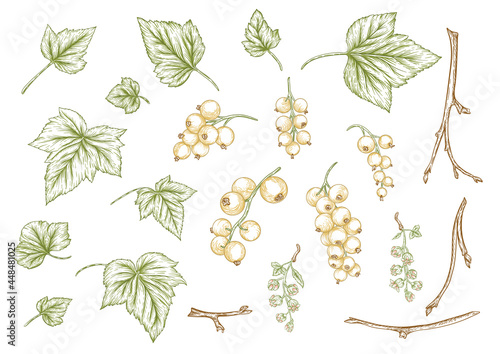 White currant. Ripe berries on branch. Clip art, set of elements for design. Graphic drawing, engraving style. Vector illustration..