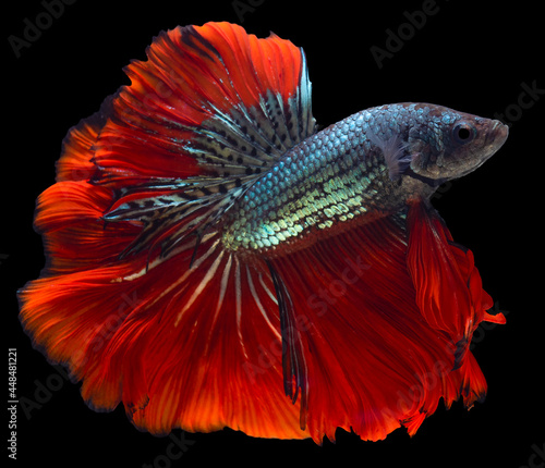 Beautiful movement of red green Betta fish, Siamese fighting fish, Betta splendens of Thailand, isolated on black background.