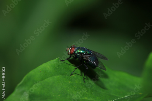 Fly perched on green leaf with text space. Insect. 