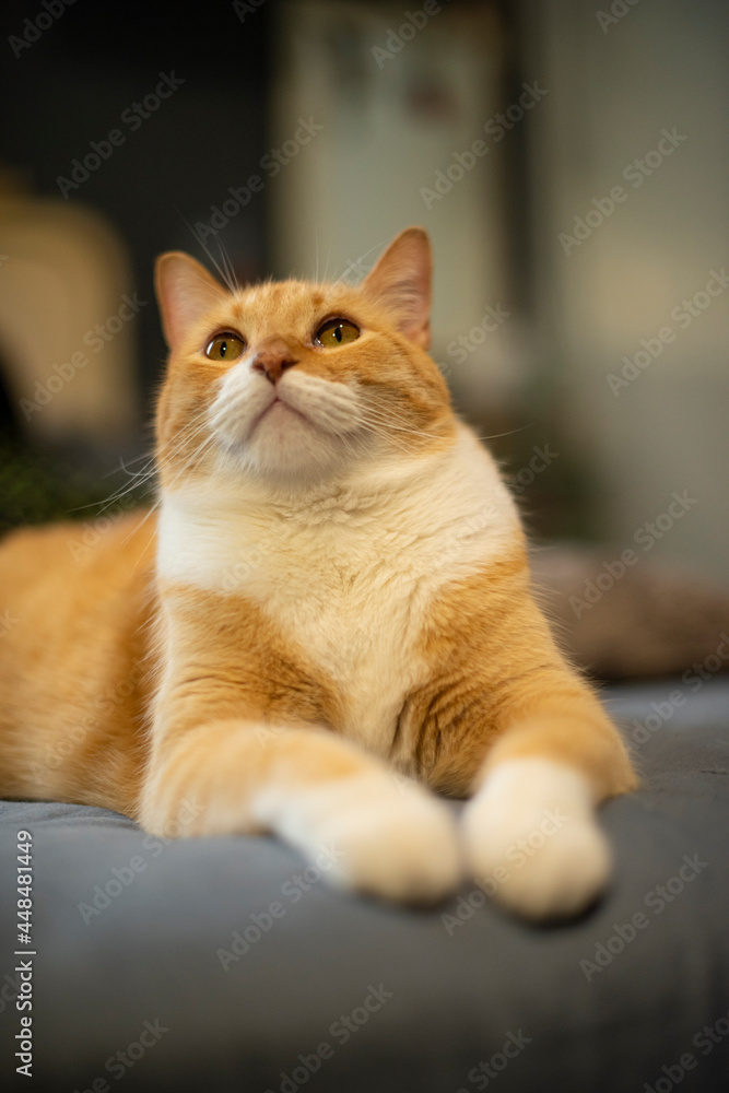 Gato anaranjado posando acostado en la cama mirando atentamente hacia arriba ojos verdes patitas Gato anaranjado posando acostado en la cama mirando atentamente hacia arriba ojos verdes patitas