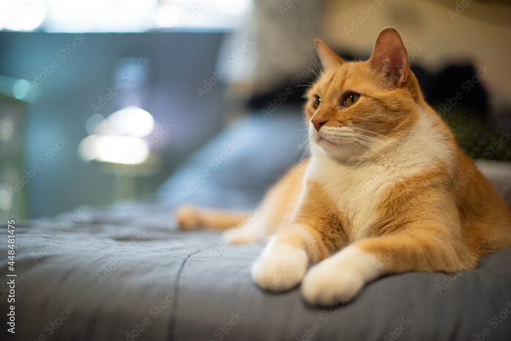Gato anaranjado posando acostado en la cama mirando atentamente ojos verdes  patitas Stock Photo | Adobe Stock