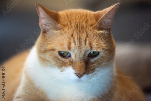Gato anaranjado mirando atentamente ojos verdes close up macro bigotes acercamiento