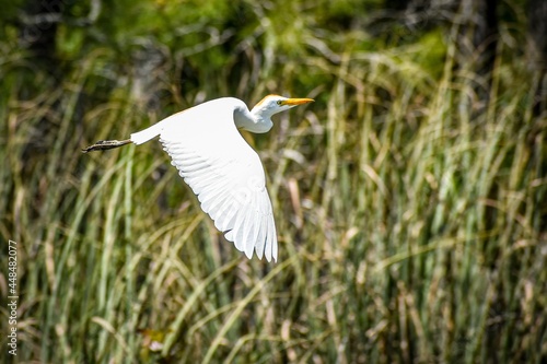 Cattle Egret aka Bubulcus ibis flying in the swamp