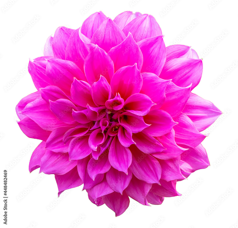 Close up pink Dahlia flower, Dahlia isolated on white background. Close up pink Dahlia flower, Dahlia isolated on white background.