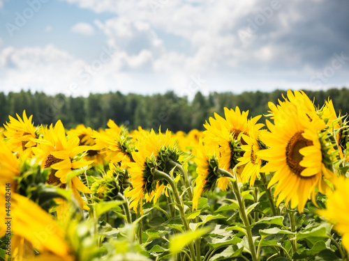 A field of yellow sunflowers against the background of clouds and forests