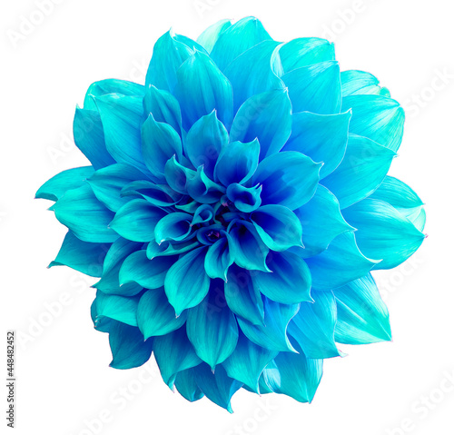 Close up blue Dahlia flower, Dahlia isolated on white background.