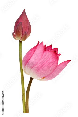 Pink lotus flower isolated on white background.