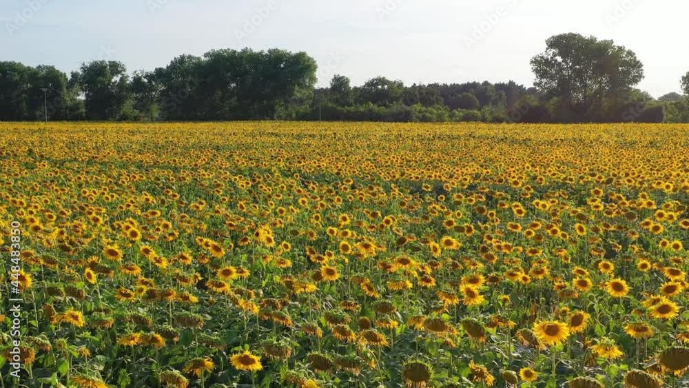 Field of blooming sunflowers in summertime in Czech republic Field of blooming sunflowers in summertime in Czech republic