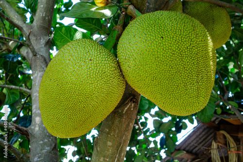 two jackfruit large  on the tree