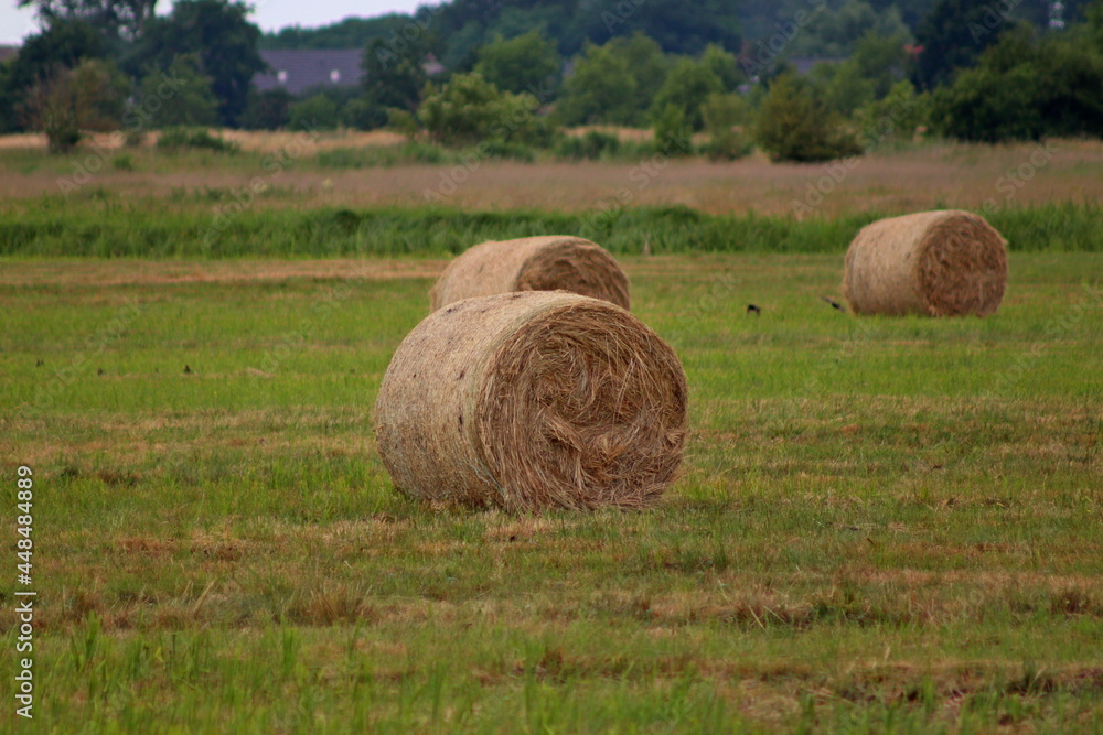 mowed and rolled grass in the field - the so-called bales