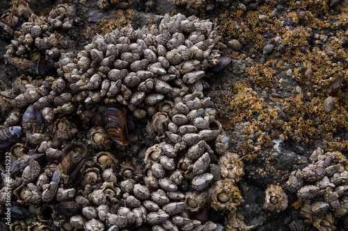 A closeup collection of gooseneck barnacles, acorn barnacles, snails, mussels and sea anemones on a rock at low tide on Ruby Beach in Olympic National Park in Washington state. 