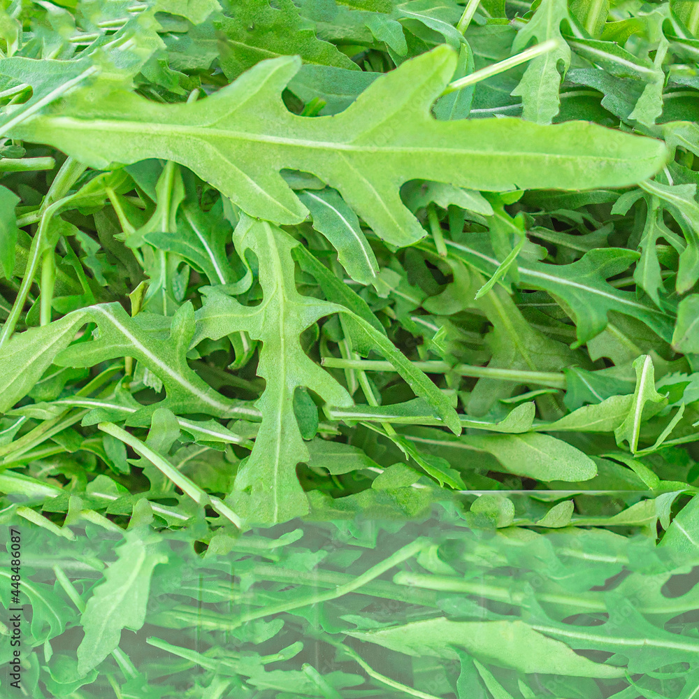 Fototapeta premium Arugula herb as a background. Green fresh Rocket salad or arugula leaf,, macro textura