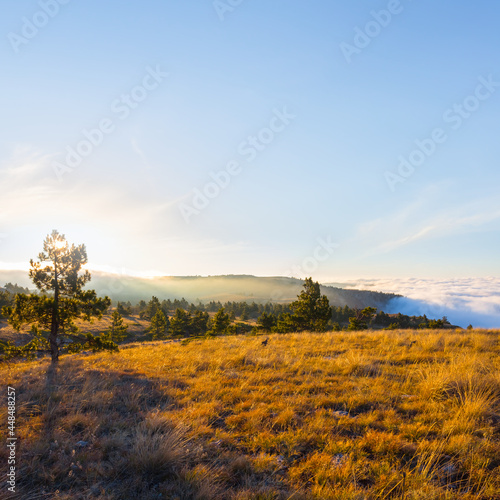mountain plateau with pine forest at the sunset