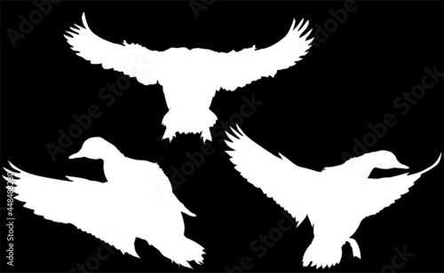 set of white duck silhouettes isolated on black