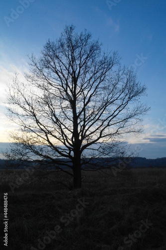 tree in the morning