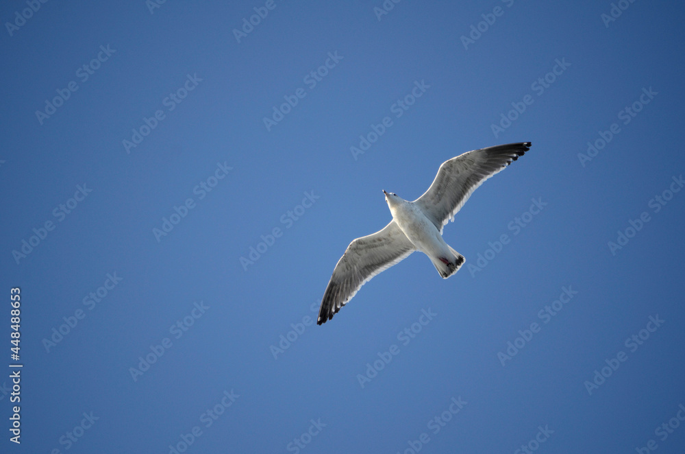 Obraz premium カモメ