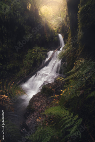 Lush temperate rainforest gully in Australia with foliage, ferns, waterfall, creek and rocks © Kris