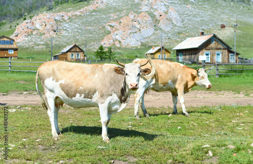 Cows enjoying summer in Uzur village, Olkhon, Russia. photo