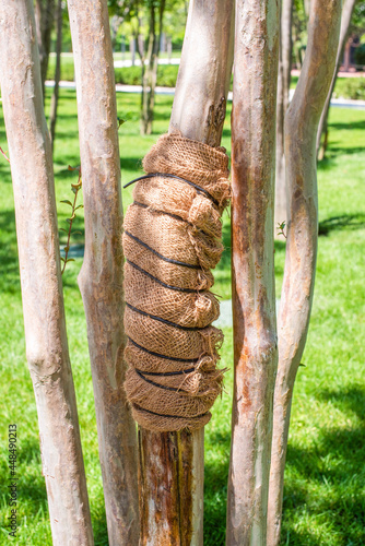 Young ornamental tree trunk wrapped with a spunbond bandage to protect it from frost and sunscald in the autumn garden photo