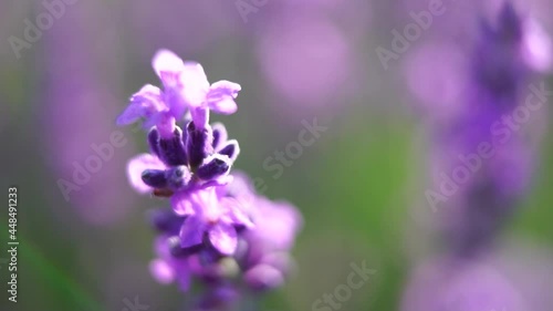 Wallpaper Mural Blooming lavender in a field at sunset. Provence, France. Close up. Selective focus. Slow motion. Lavender flower spring background with beautiful purple colors and bokeh lights. Torontodigital.ca