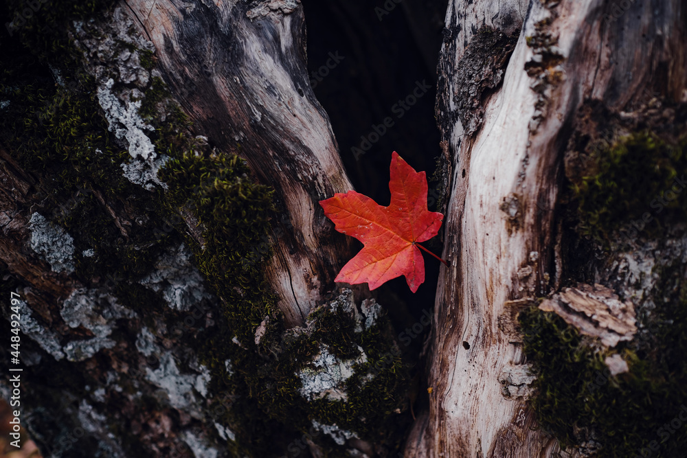 beautiful autumn red leaf in the forest. close shot. idea and concept of changing seasons and beauty of nature. Early Autumn.