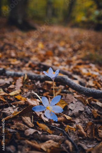 Autumn Crocus Crocus pallasii and Crocus speciosus on the background of autumn leaves. Lilac tender Crocus blooms in autumn in the forest. photo