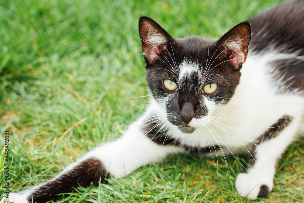 Portrait d'un chat noir et blanc. Portrait d'un félin couché dans l'herbe. Un chat domestique couché. Le regard d'un chat.