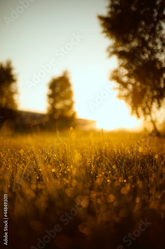 Dew on the grass at sunrise