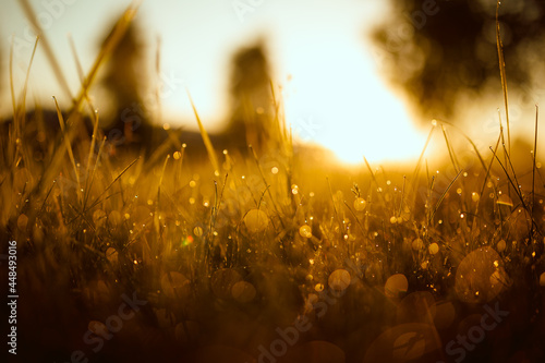 Dew on the grass at sunrise