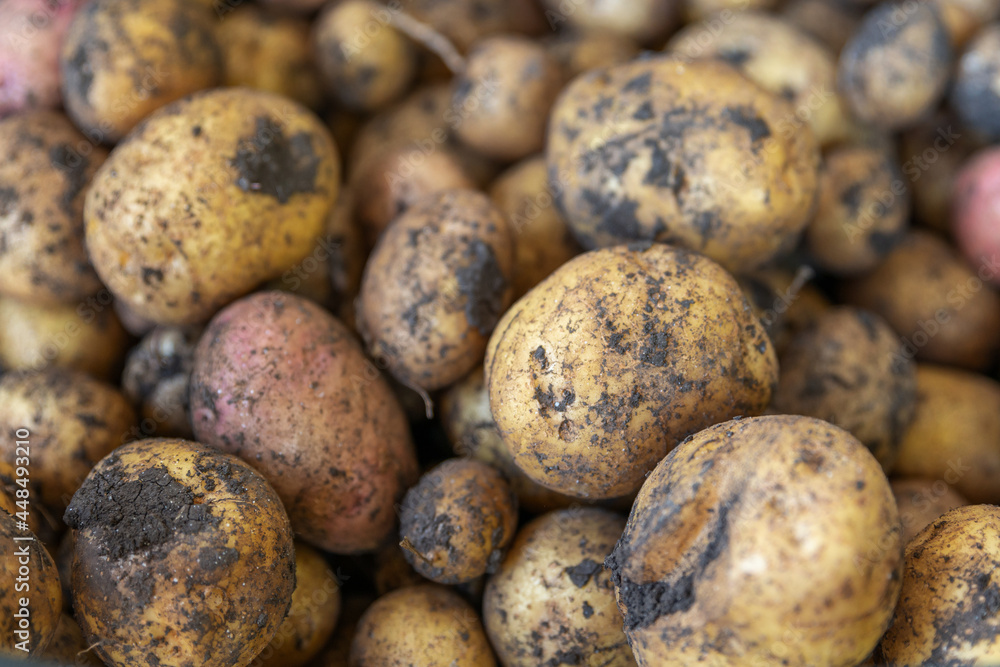 Organic potato harvest close up. Freshly harvested potato. Fresh organic whole potato. Selective focus Organic potato harvest close up. Freshly harvested potato. Fresh organic whole potato. Selective focus