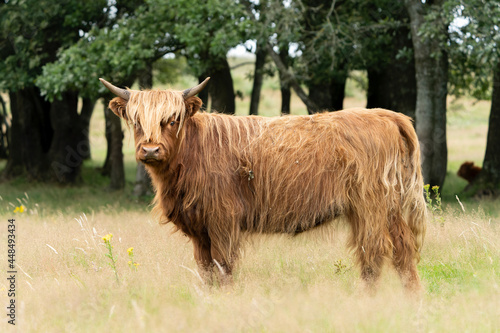  Beautiful Highland Cows cattle (Bos taurus taurus) grazing in field. Veluwe in the Netherlands. Scottish highlanders in a natural  landscape. A long haired type of domesticated cattle.               