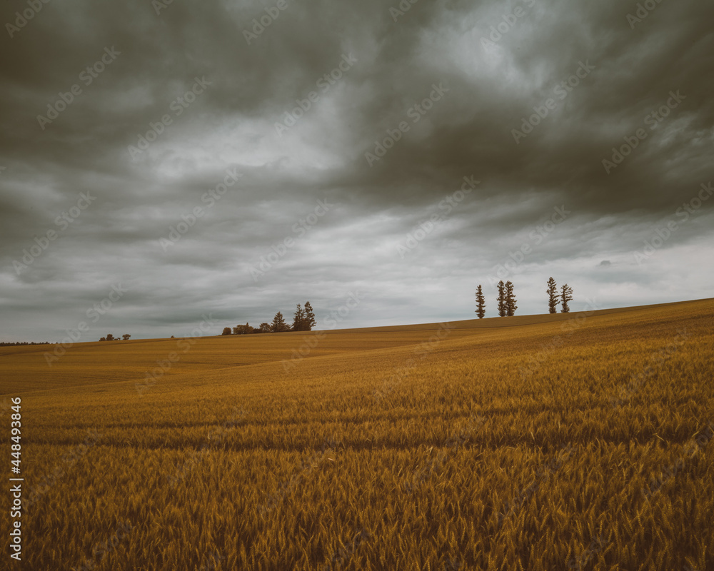 Fototapeta premium Hokkaido Landscape