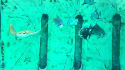 Stingray and Yellow and Blueback Fusilier Fish Swim in Turquoise Aquarium Water photo