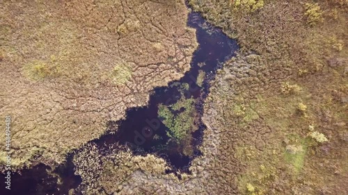 Overgrowing peat shores at bog lake, vertical aerial shot photo