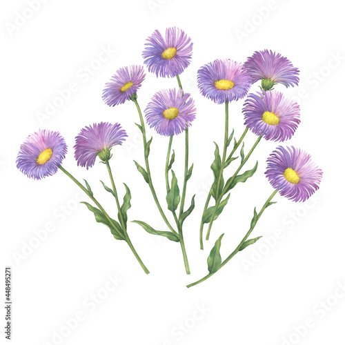 Set with Erigeron glabellus flowers. (Erigeron speciosus known as garden, aspen, showy, prairie, streamside fleabane). Watercolor hand drawn painting illustration isolated on white background. photo