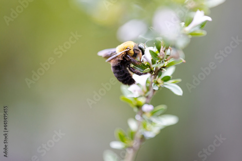 花の蜜を吸うクマバチ