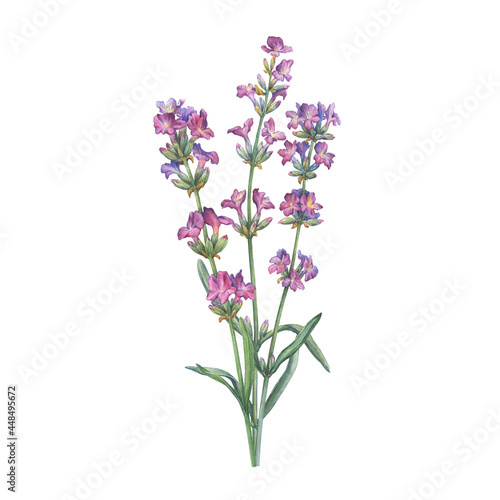 Bouquet with purple flower of lavender ( known as Lavandula). Watercolor hand drawn painting illustration isolated on white background. © arxichtu4ki
