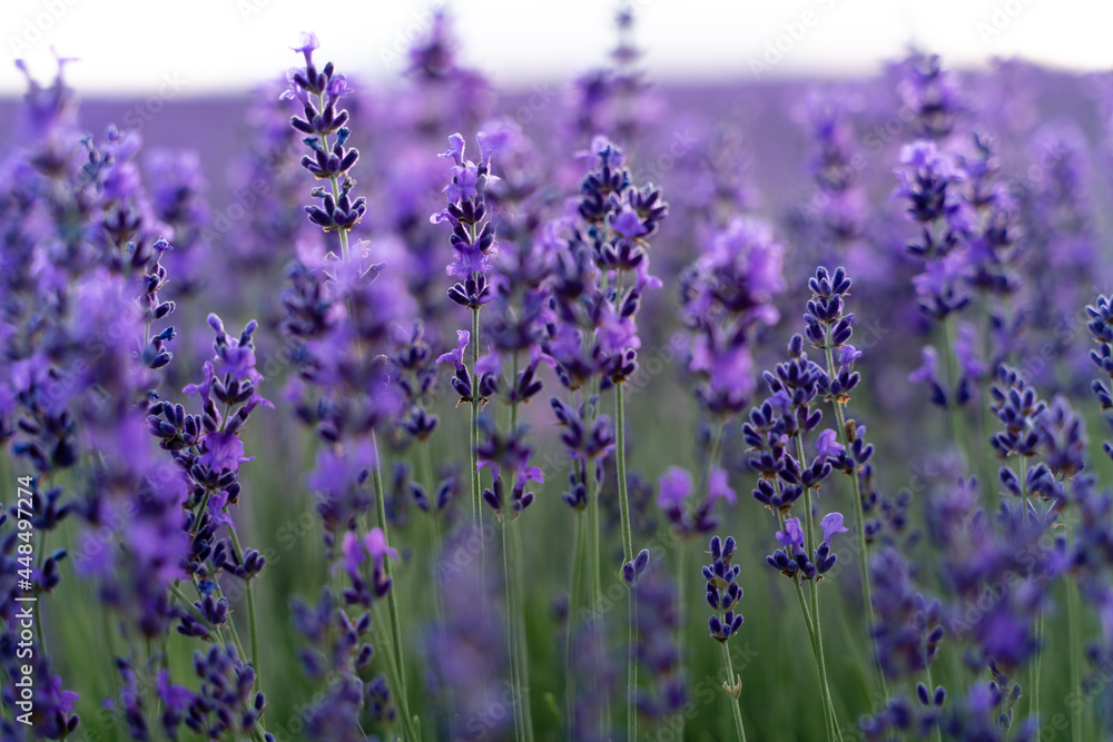 Obraz premium Lavender flower field, Blooming purple fragrant lavender flowers. Growing lavender swaying in the wind, harvesting, perfume ingredient, aromatherapy