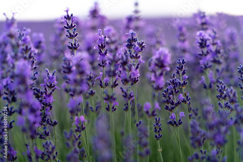 Fototapeta Naklejka Na Ścianę i Meble -  Lavender flower field, Blooming purple fragrant lavender flowers. Growing lavender swaying in the wind, harvesting, perfume ingredient, aromatherapy