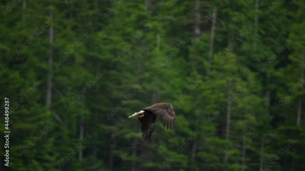Eagle catchng fish and feeding in British Columbia Canada Eagle catchng fish and feeding in British Columbia Canada