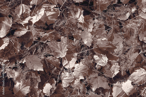 Desaturated brown, black and white scattered fall leaves background. Abstract autumn nature backdrop texture. Natural philosophy concept. photo