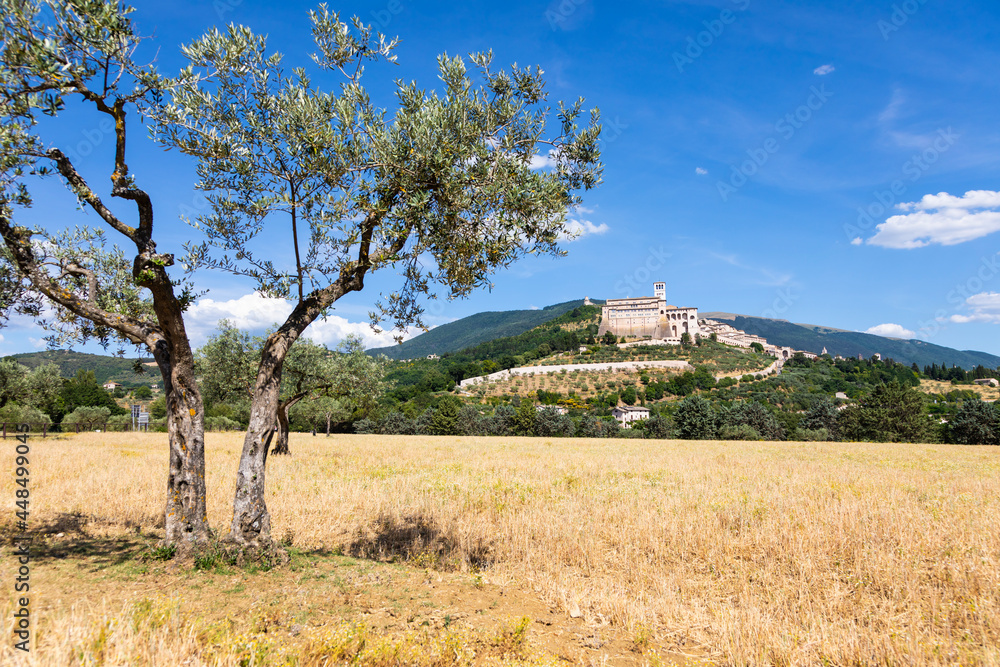 Olive trees in Assisi village in Umbria region, Italy. The town is famous for the most important Italian Basilica dedicated to St. Francis - San Francesco. Olive trees in Assisi village in Umbria region, Italy. The town is famous for the most important Italian Basilica dedicated to St. Francis - San Francesco.