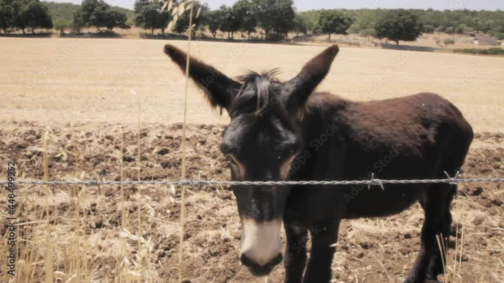A donkey behind a fence, in a field at summer, calm but bored. Handheld shot.
A donkey behind a fence, in a field at summer, calm but bored. Handheld shot.